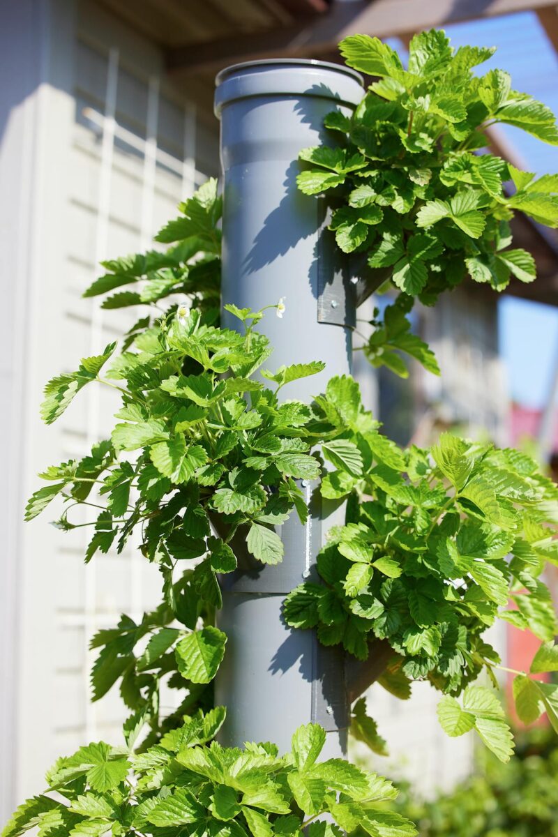 A photo of a vertical strawberry gardening system constructed from stacked grey PVC pipes. Lush green strawberry plants with small white flowers are growing from the pipes under natural sunlight, showcasing small-space hydroponic methods and the best air stones for hydroponics