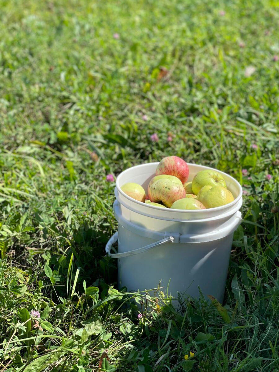 A white bucket filled with freshly picked apples sits in green grass under sunlight, representing materials used when choosing the Best Air Stones For Hydroponics for growing healthy plants.