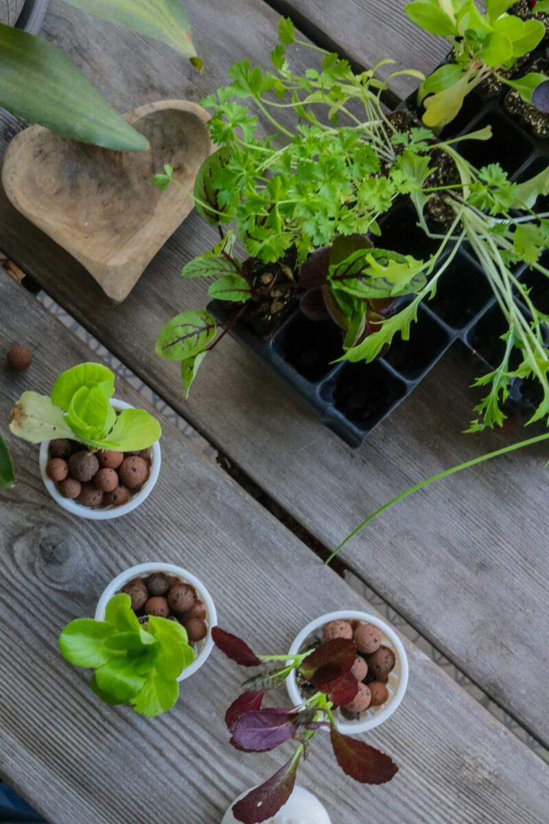 A top-down view of a hydroponic propagation setup on a weathered wooden plank, featuring multiple young seedlings. Three distinct small white net cups are visible, each filled with expanded clay pebbles (hydroton) and holding thriving green and red leaf lettuce seedlings. In the background is a black plastic starter tray with more seedlings, including dill. This setup, critical for early root development, showcases the kind of system where proper aeration from the best air stones for hydroponics is essential for future growth