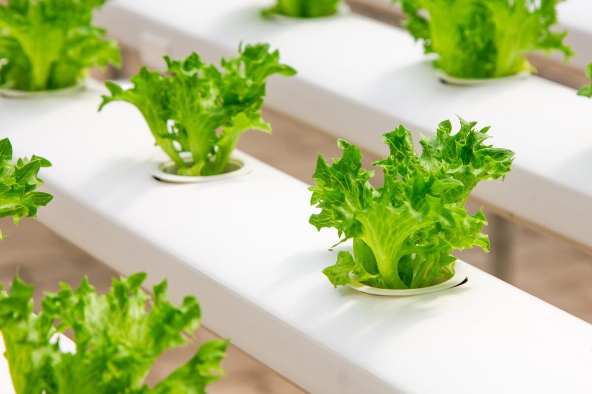 Vibrant green lettuce plants growing in a clean white hydroponic trough system, highlighting the healthy root development supported by the best air stones for hydroponics.